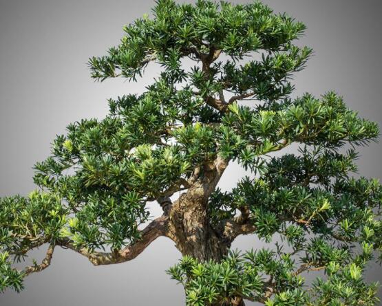 羅漢松修剪方法圖解，只需要三點步驟造型美觀茂盛