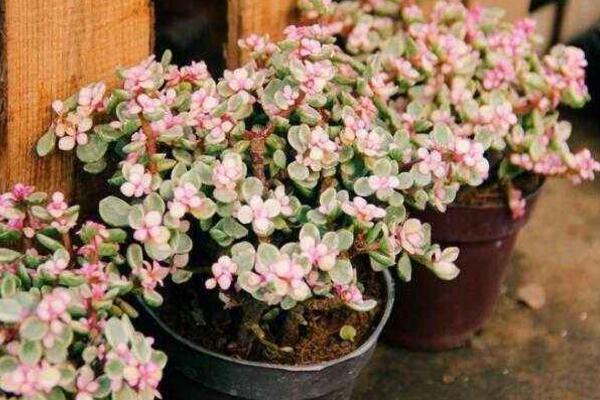 雅樂之舞可以淋雨嗎，可適當(dāng)淋雨但要注意以下幾點(diǎn)