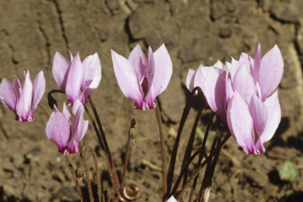 仙客來夏天怎么養(yǎng)