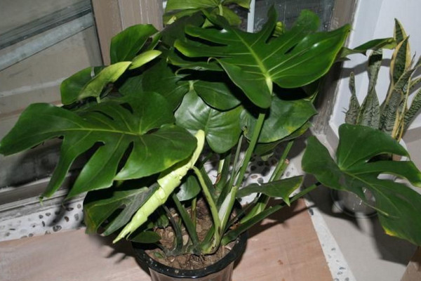 龜背竹葉子邊緣發(fā)黃怎么辦，控制溫度并做好遮陰措施