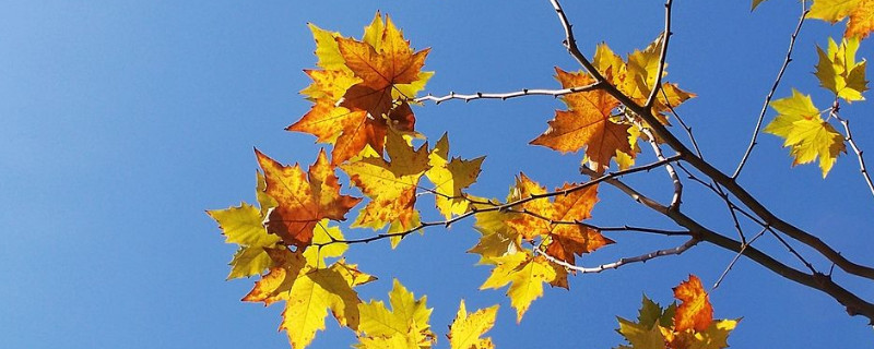 二球懸鈴木果實能吃嗎