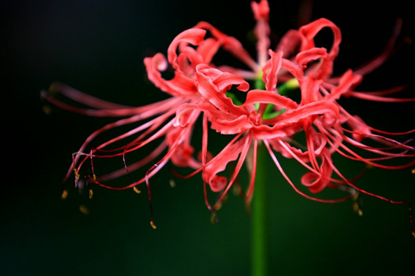 彼岸花夏天為什么不發(fā)葉子