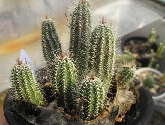 仙人掌喜歡陽(yáng)光嗎，長(zhǎng)日曬生長(zhǎng)更健康