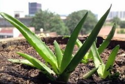 養(yǎng)蘆薈有什么好處，養(yǎng)蘆薈的5大好處