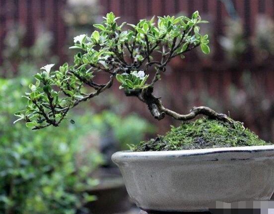 六月雪如何養(yǎng)，老農(nóng)總結(jié)最實(shí)用六大基本養(yǎng)殖方法