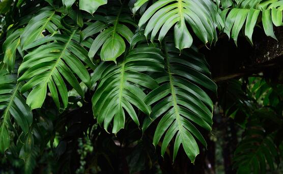龜背竹晚上放臥室嗎，可以/凈化空氣、添福加壽、有利健康