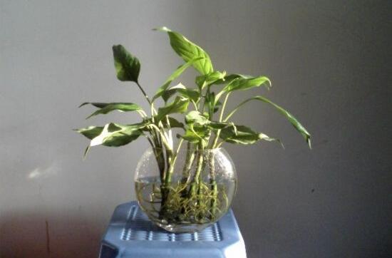 萬(wàn)年青可以水養(yǎng)嗎，水培萬(wàn)年青的養(yǎng)殖方法和注意事項(xiàng)