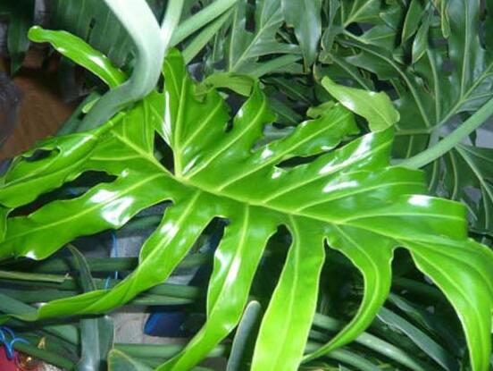 龜背竹滴的水有毒嗎，有毒/皮膚接觸會導(dǎo)致刺痛灼傷