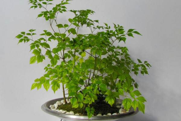 幸福樹剪枝后多久發(fā)芽