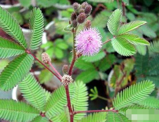 含羞草能在家里養(yǎng)嗎，不適合/頭發(fā)、眉毛嚴(yán)重脫落
