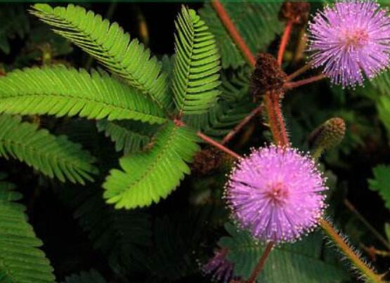 含羞草怎么養(yǎng)護，老農總結五點最實用方法