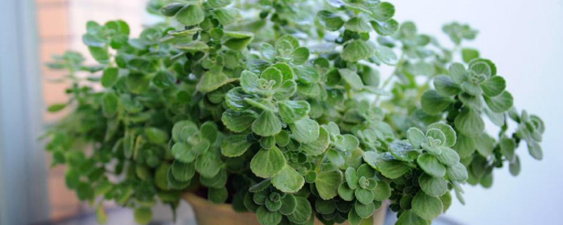 碰碰香夏天葉子變黃