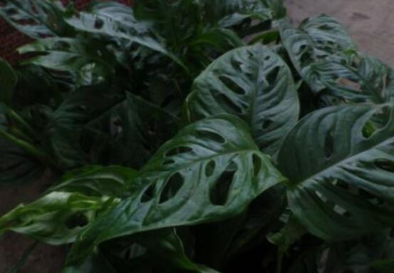 小龜背竹有毒嗎，毒性較輕/避免接觸汁液即可