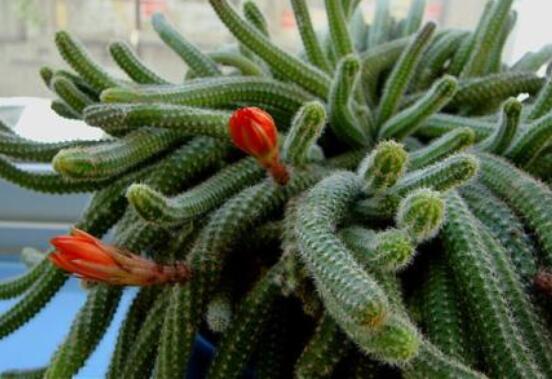 仙人掌幾年開花一次，短則3-5年開花/長則十幾年