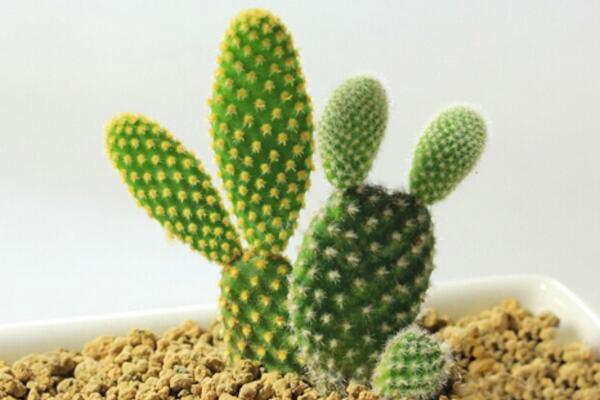 仙人掌怎么養(yǎng)長得快，掌握好5大養(yǎng)殖要點(diǎn)