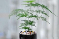 文竹冬天怎么養(yǎng)護(hù)，做好以下四點(diǎn)是關(guān)鍵