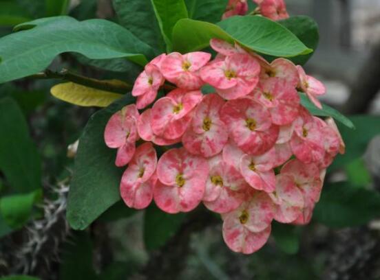 虎刺梅不開花什么原因，老農(nóng)總結(jié)最實用三種解決方法