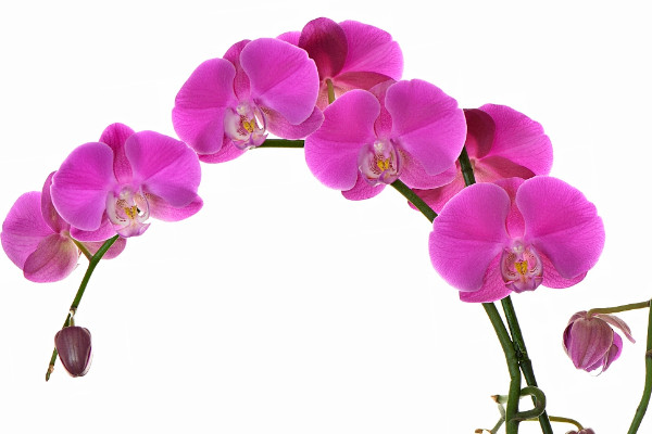 蝴蝶蘭盆栽好養(yǎng)嗎