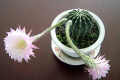 仙人球開花季節(jié)，每年的春夏季綻放（花期十天左右）