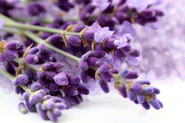 薰衣草花語圖片，薰衣草代表真愛