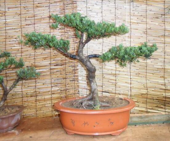 羅漢松施肥技巧，只需要五個步驟養(yǎng)的郁郁蔥蔥