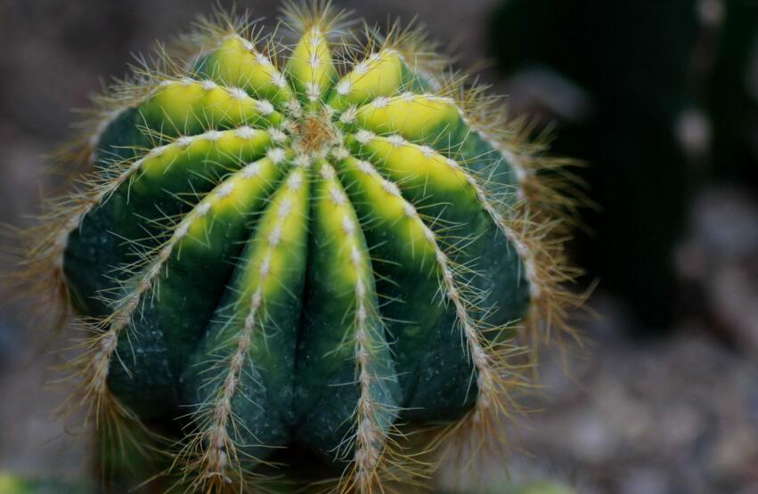 仙人球適合放在哪里，適合放在門窗口當時不是放在東方