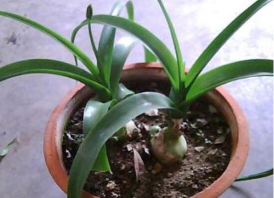 萬年青怎么繁殖，萬年青扦插方法圖解