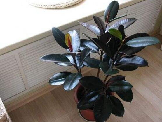 橡皮樹怎么繁殖，橡皮樹繁殖方法