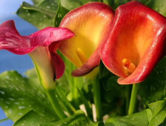 彩色馬蹄蓮花期多長，從11月一直開放到來年5月(半年)