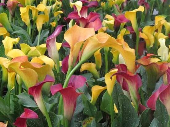 彩色馬蹄蓮能養(yǎng)幾年，通常養(yǎng)殖3-4年是沒有問題