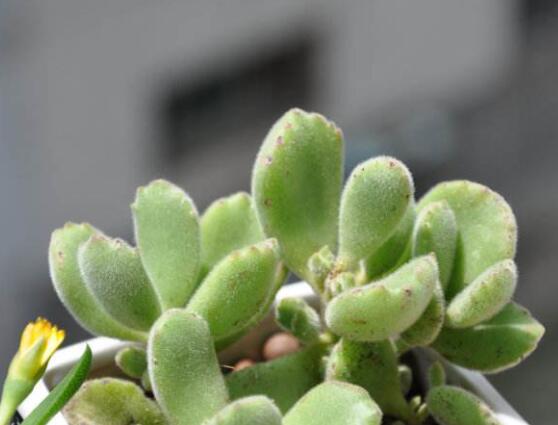 熊童子葉斑病怎么辦，及時摘除病葉、噴灑藥物治療