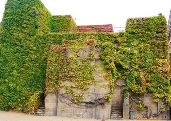 爬山虎和常春藤怎么區(qū)分，盤點三種區(qū)別方法(屬性/株型/生長習性)