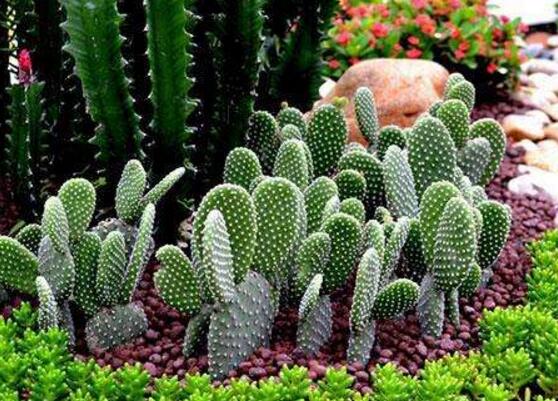 好看的仙人掌圖片欣賞，純天然氧吧，釋放氧氣