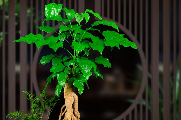 幸福樹有毒嗎，全株上下不存在任何毒性成分