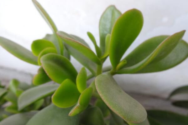 燕子掌適合室內(nèi)養(yǎng)殖嗎，要保證充足的光照