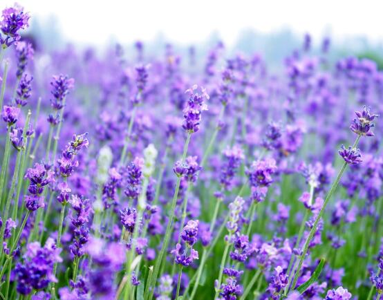 薰衣草的花語(yǔ)是什么，代表著心心相印、愛情的等待