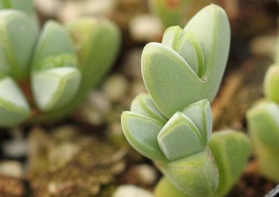 碧玉蓮葉子發(fā)黃變軟怎么辦，教你四種原因以及解決辦法