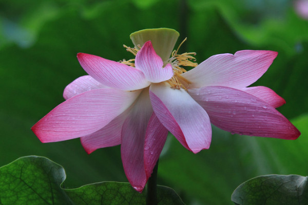 荷花有什么顏色
