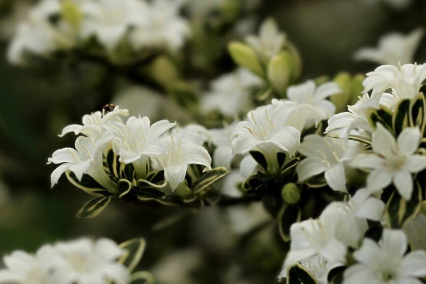 六月雪樹葉發(fā)黑怎么辦，找清原因及時救治（三種原因及解決方法）