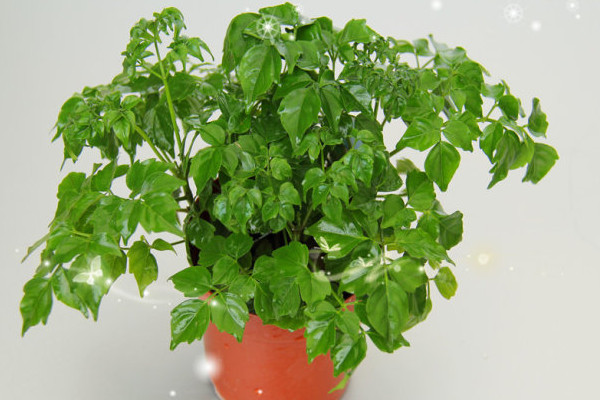 幸福樹葉子卷曲下垂怎么辦，適當(dāng)停止?jié)菜ＷC通風(fēng)