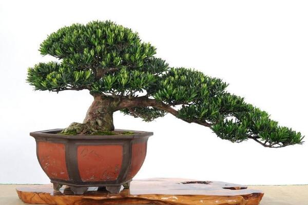 日本羅漢松的養(yǎng)殖方法，四個要點教你養(yǎng)日本羅漢松