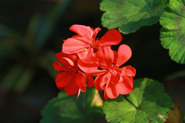 大花天竺葵怎么養(yǎng)，選用富含腐殖質(zhì)營(yíng)養(yǎng)的土壤栽培