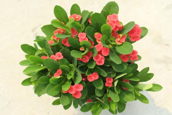 虎刺梅怎么修剪，適當(dāng)修剪可以促進(jìn)分枝、延長花期