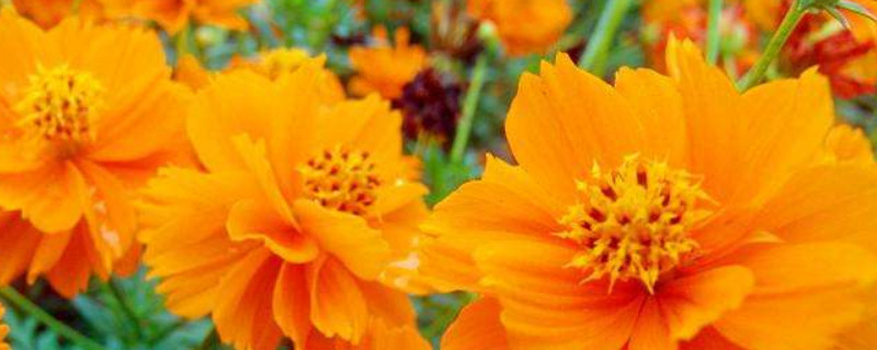 硫華菊花語(yǔ)