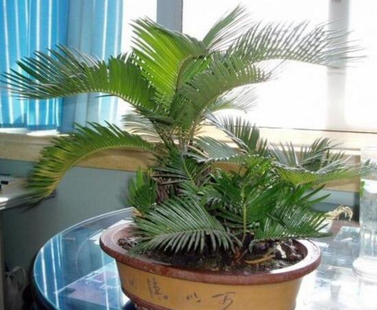 鐵樹(shù)為什么不能養(yǎng)單棵，鐵樹(shù)放在哪里風(fēng)水最好