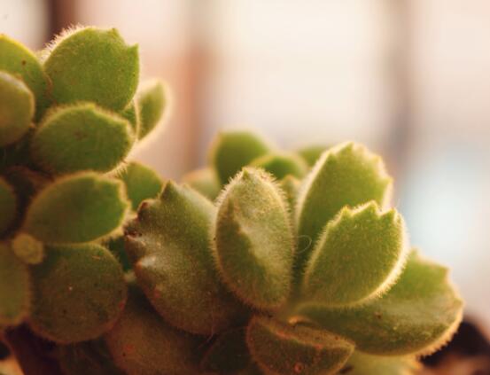 熊童子怎么養(yǎng)才能肥，主要做好四個(gè)要點(diǎn)即可