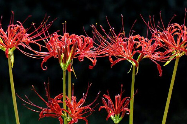怎樣促進(jìn)彼岸花開(kāi)花