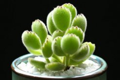 熊童子秋季怎么養(yǎng)，熊童子在秋季的養(yǎng)殖技巧