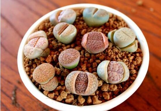 生石花用什么盆好，陶盆、泥瓦盆、紫砂盆任選其一(深盆)