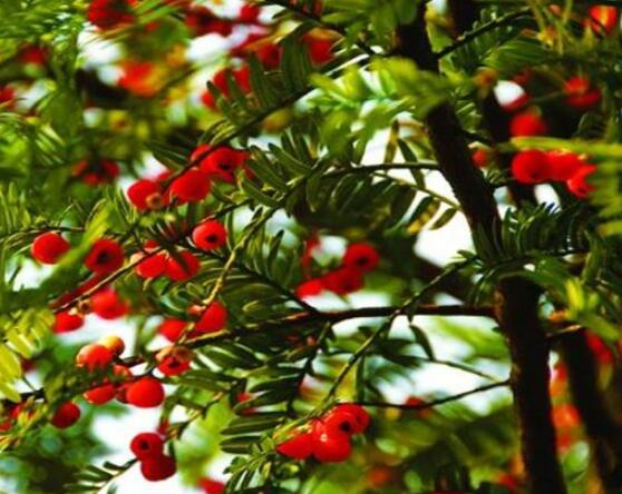 東北紅豆杉與南方紅豆杉有什么區(qū)別，介紹最簡(jiǎn)單的三種區(qū)別方法